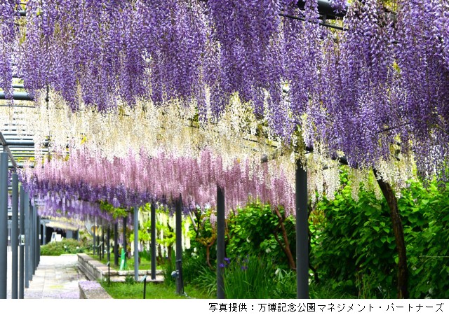 藤まつり（万博記念公園）