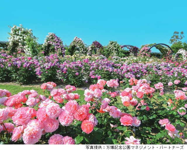 春のローズフェスタ（万博記念公園）
