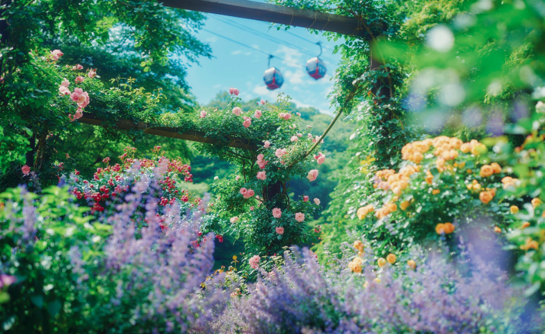 Rose & Lavender Fair 2026 -ハーブガーデン最盛期（神戸布引ハーブ園）