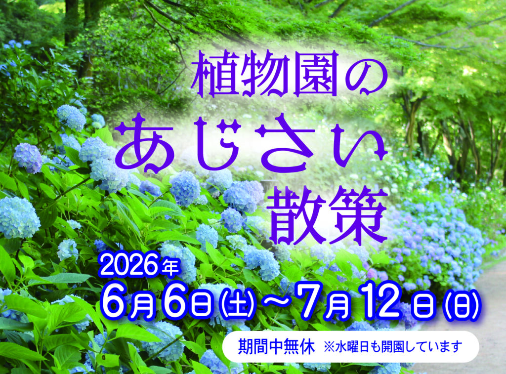 植物園のあじさい散策（神戸市立森林植物園）