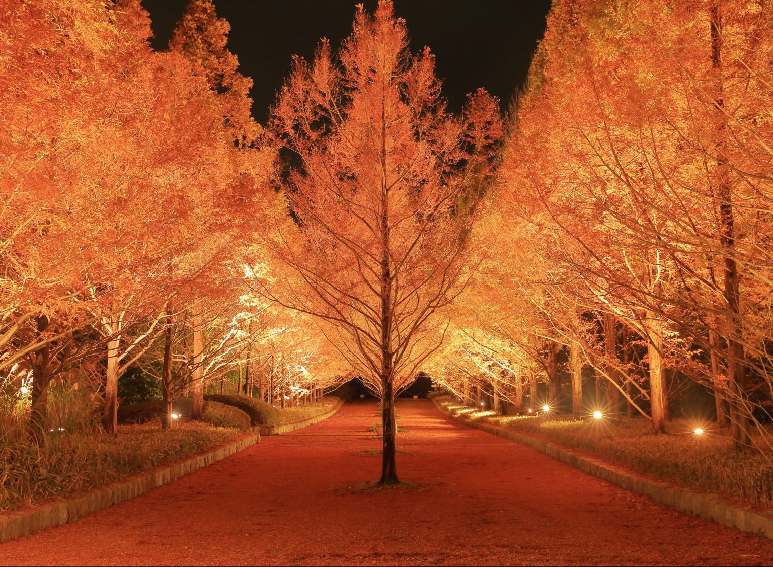 紅葉のライトアップ（神戸市立森林植物園）
