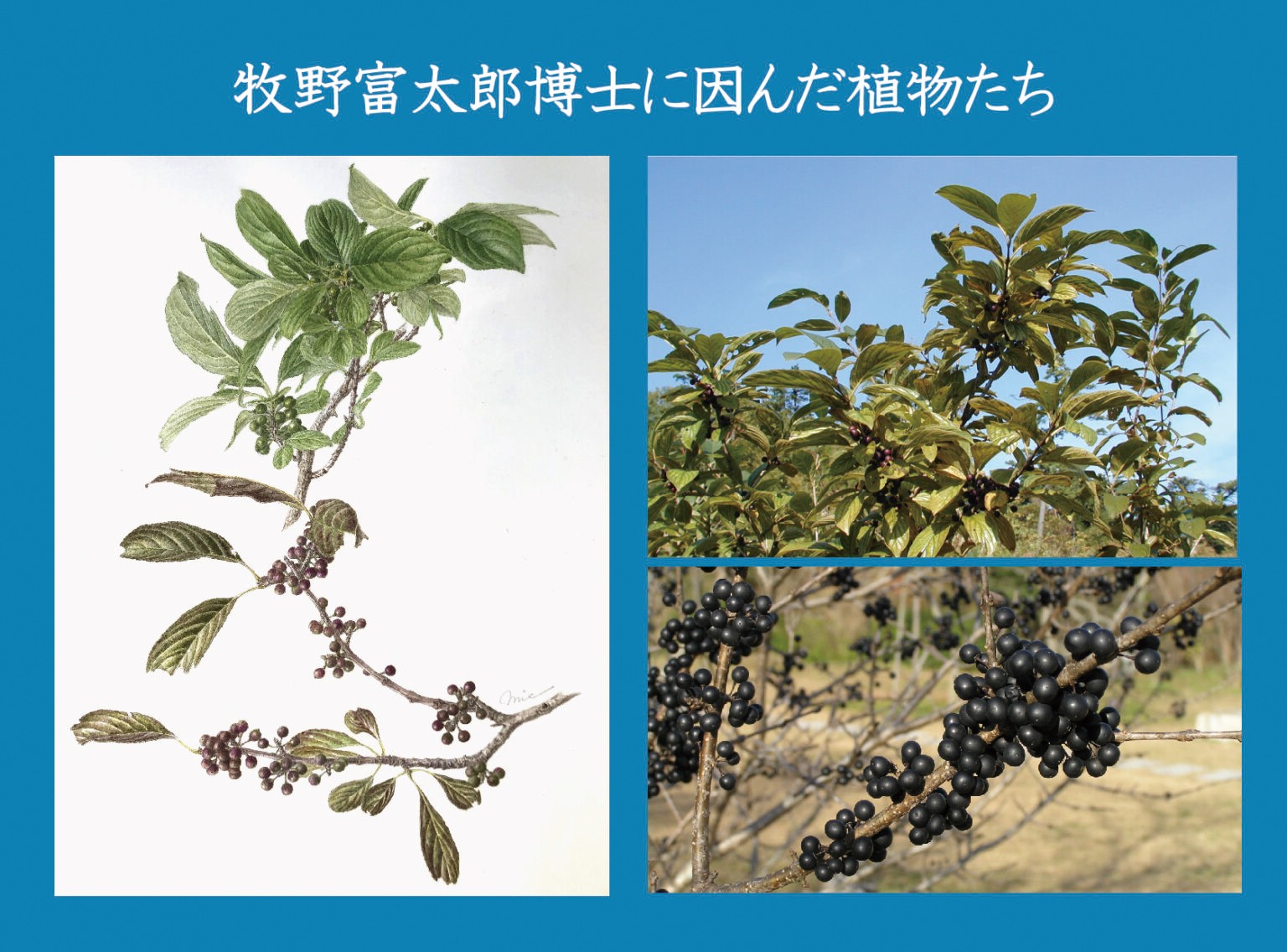 企画展「牧野富太郎に因んだ植物たち」（神戸市立森林植物園）