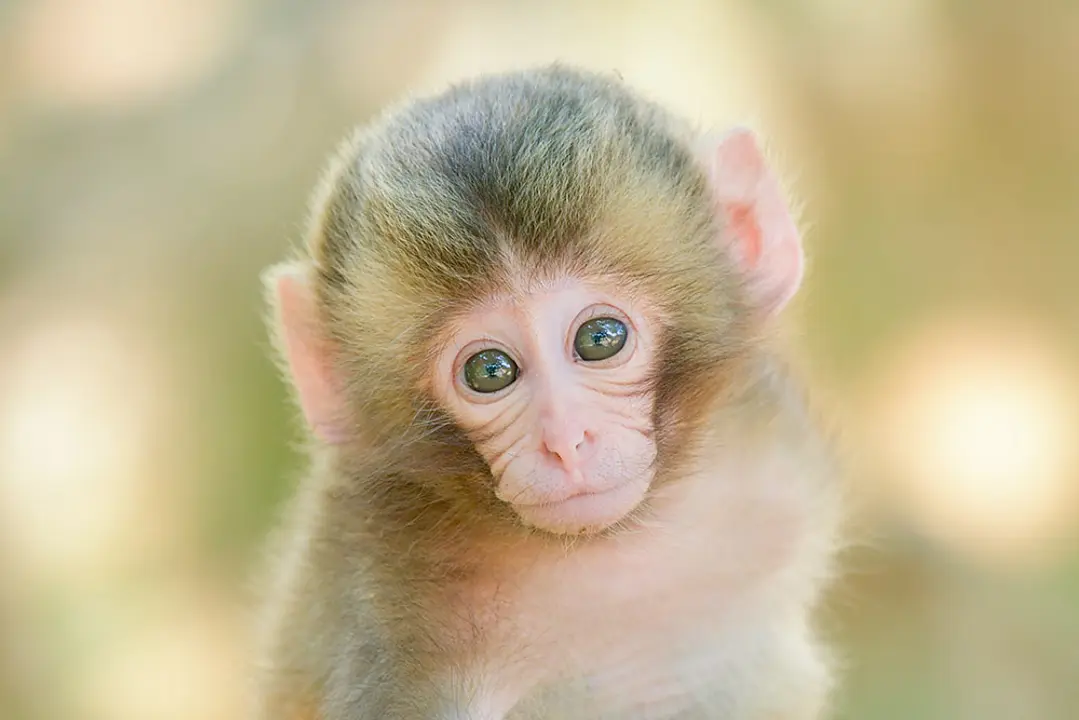 嵐山モンキーパークいわたやま