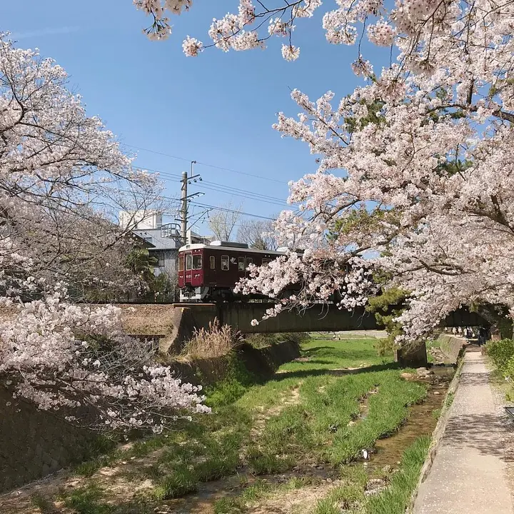 夙川河川敷緑地（苦楽園口駅界隈）