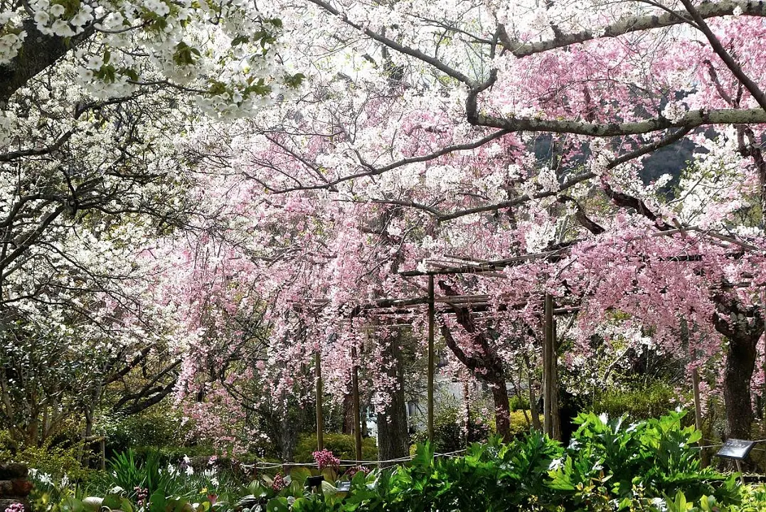 西宮市北山緑化植物園