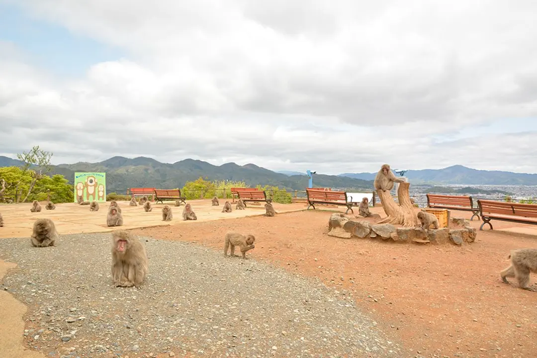 嵐山モンキーパークいわたやま