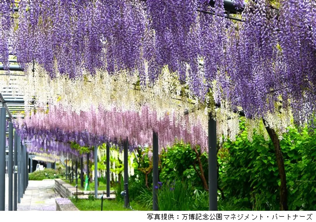 藤まつり（万博記念公園）