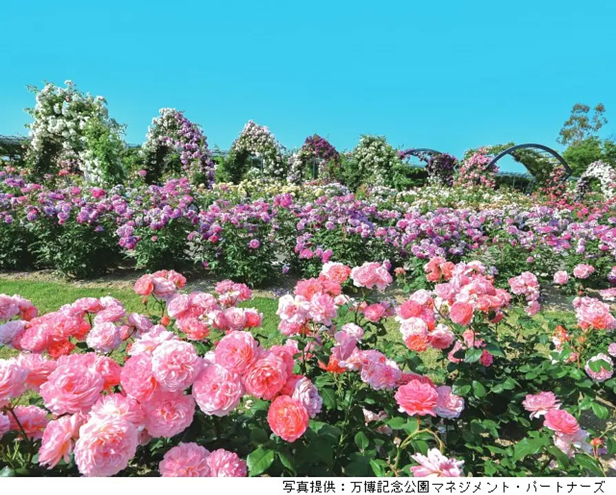 春のローズフェスタ（万博記念公園）