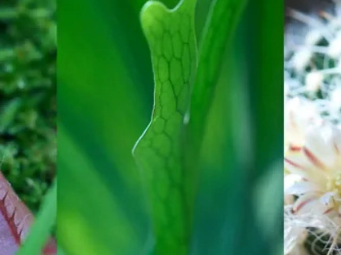 Hankyu GREEN EXPO　阪急 植物博覧会.jpg