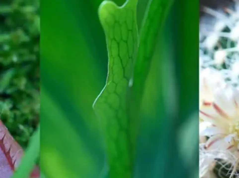 Hankyu GREEN EXPO　阪急 植物博覧会（阪急うめだ本店）