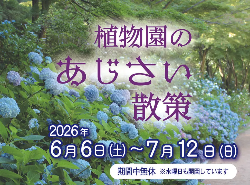 植物園のあじさい散策（神戸市立森林植物園）