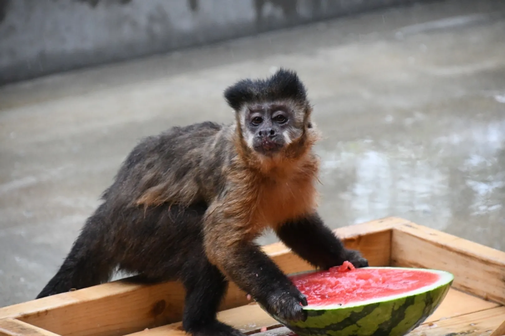 トワイライトZOO（神戸市立王子動物園）.jpg