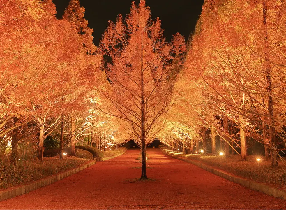 紅葉のライトアップ（神戸市立森林植物園）