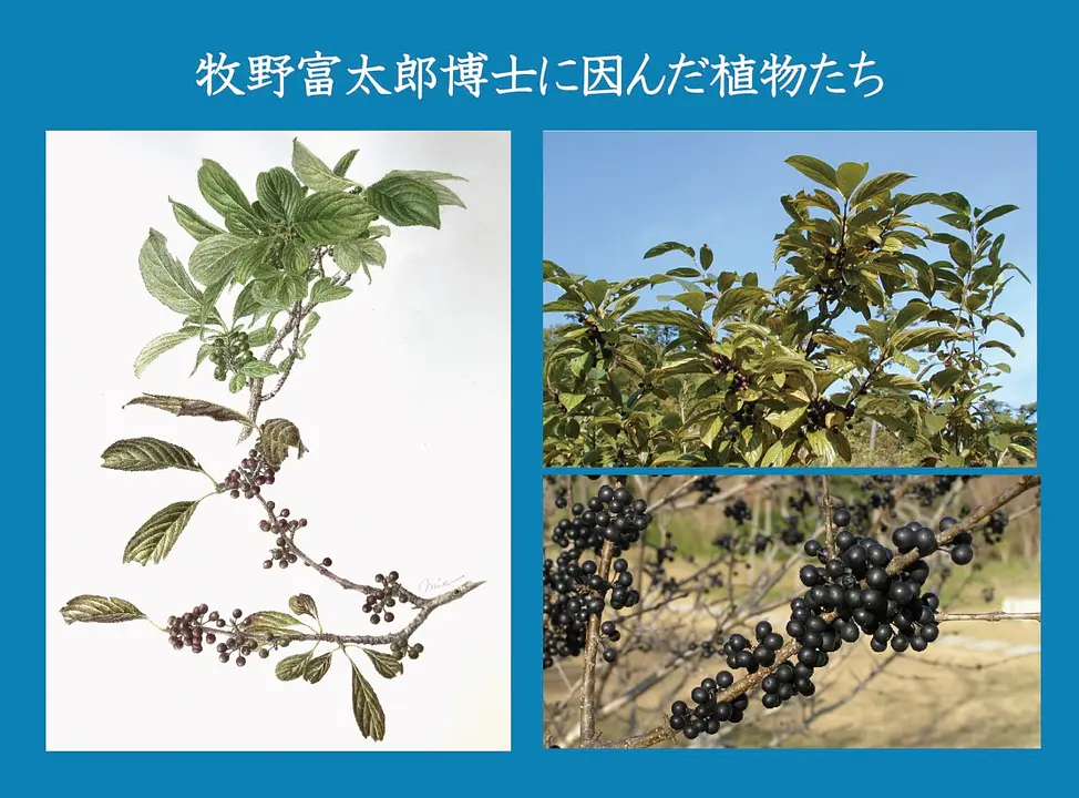 企画展「牧野富太郎に因んだ植物たち」（神戸市立森林植物園）